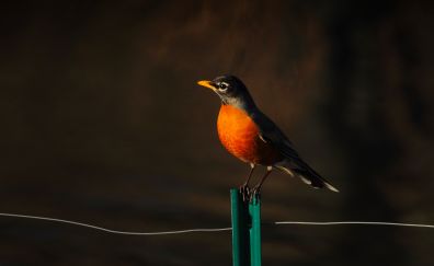 Baltimore oriole bird, sitting, wire