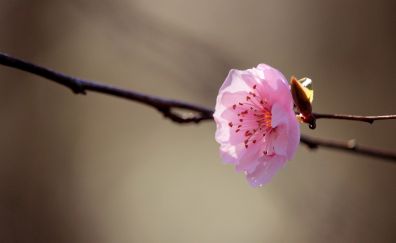 Flower, blossom, branch, pink