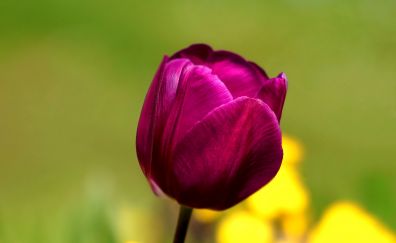 Bud, flower, tulip, close up
