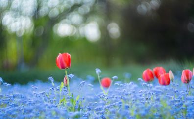 Bokeh, flowers field, red tulip