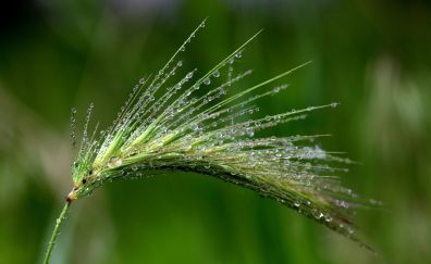 Spike, grass threads, drops, close up
