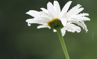 Daisy flower, drops, spring