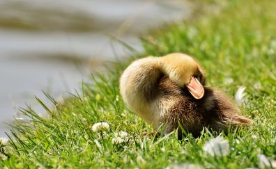 Duckling, sleep, baby duck, grass