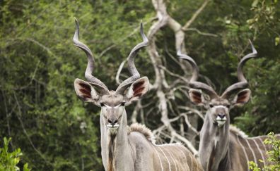 Kudu, antelope, horns, wildlife