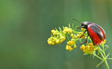 Bug, flowers, close up