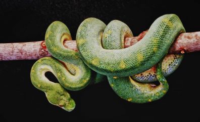 Boa green snake