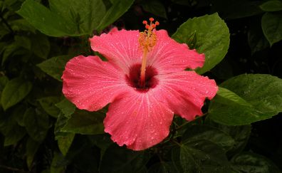 Hibiscus pink flower, drops