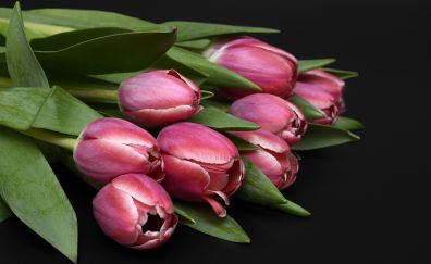 Pink tulips, flower, bud