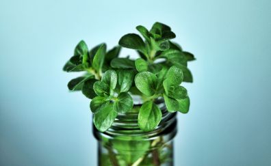 Mint plants in jar