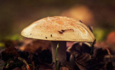 Mushroom, leaves, close up, autumn, 4k