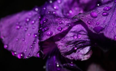 Iris flower, drops, petals