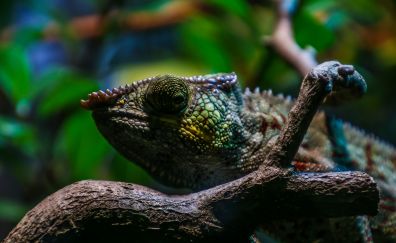 Chameleon, reptile, tree branch