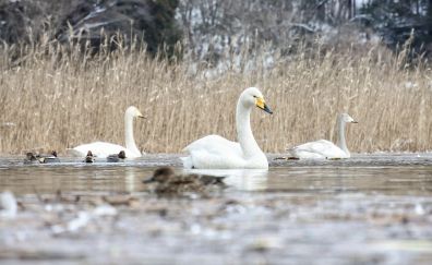 Swan birds, swimming