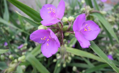 Summer, purple flower