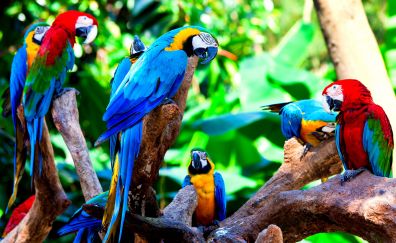 13 Macaw Parrot Wallpapers, Hd Backgrounds, 4k Images, Pictures Page 1