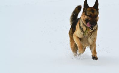 German shepherd, dog, animal, snow, run