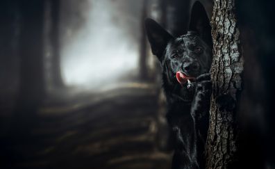 Black dog behind tree, German Shepherd