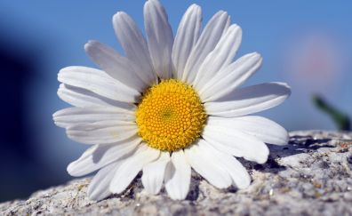 White daisy flower, petals, close up
