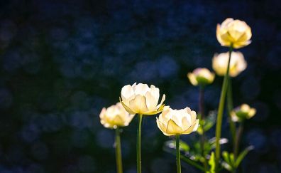 White glowing flowers, blur
