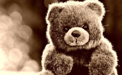 Teddy bear the toy