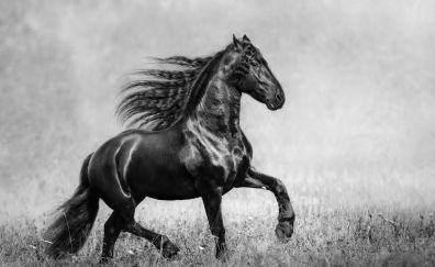 Horse black and white monochrome