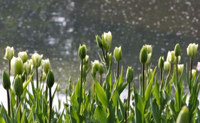 Green tulips, garden, flower