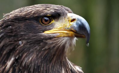 Eagle, predator, beak, eye, bird, muzzle