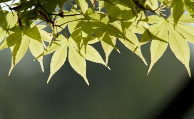 Spring, green leaves, close up