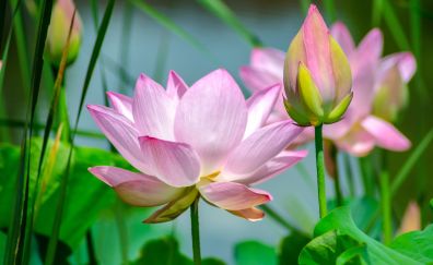 Lotus, flowers, pink, bud