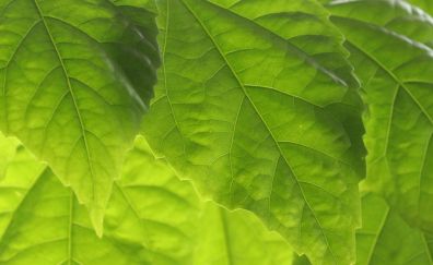 Green leaves, close up, veins, spring