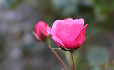 Pink roses, bud, flower, water drops, blur