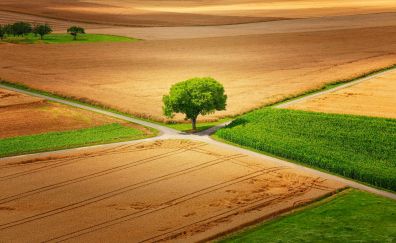 Tree, landscape, farms, aerial view