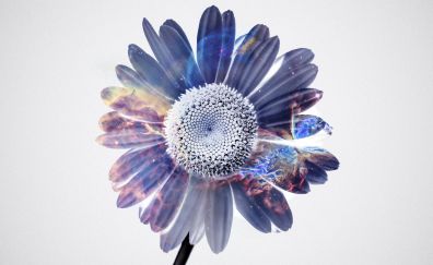 Gerbera flower, fantasy, art, 4k