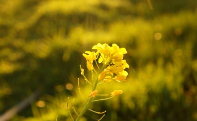 Blur, yellow flowers, garden, flowers