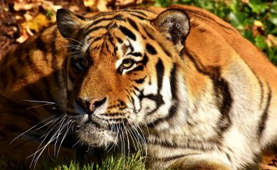 Predator, tiger, curious animal, zoo, 5k
