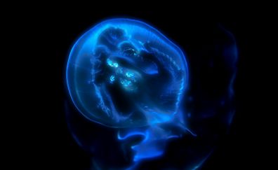 Blue, jellyfish, glowing, underwater