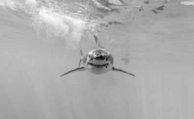 Shark, predator, underwater, monochrome