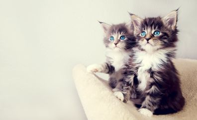 Cute blue eyed kittens