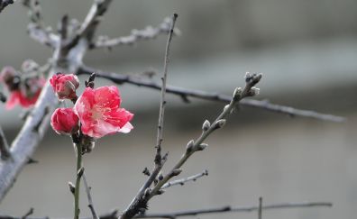 Flowers, pink, plum blossom, tree branch