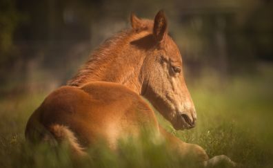 Cute, young horse, brown, animal