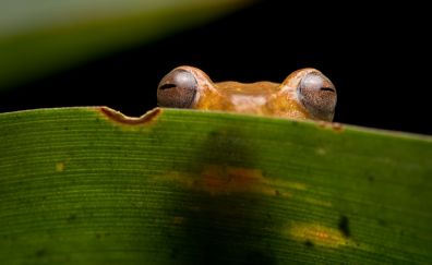 Hide behind leaf, frog, eyes