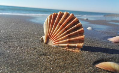 Coast, sand, shell, close up, 4k
