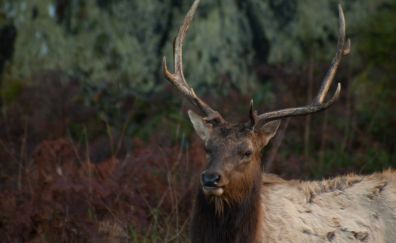 Elk, wild animal, wildlife, horns