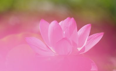Lotus, petals, pink flowers, bloom, close up