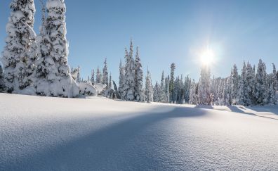 Strathcona Provincial Park, winter, pine trees, landscape, 4k