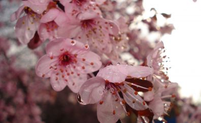 Flowers, cherry blossom, pink, water drops
