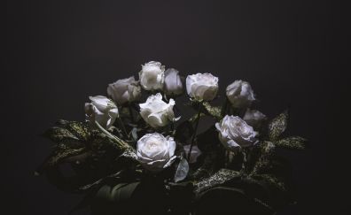 White roses, flowers, portrait, 4k