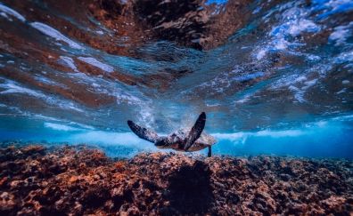 Sea, underwater, turtle, swim