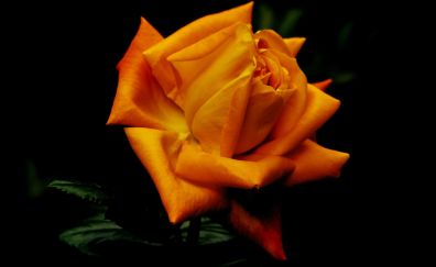Flowers, orange rose, portrait
