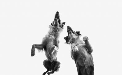 Dogs, jump, monochrome, 4k